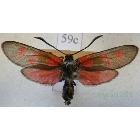 Zygaena viciae (Denis & Schiffermüller, 1775) Kraśnik wykowiec Deutschland59c